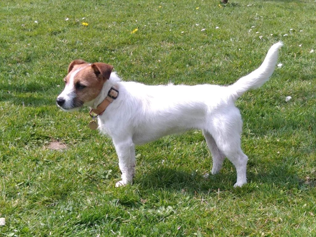 Roxy a l'ouest des prés de l'abby