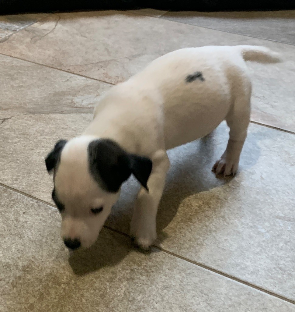 Du Petit Bois De Gogny - Chiots disponibles - Jack Russell Terrier