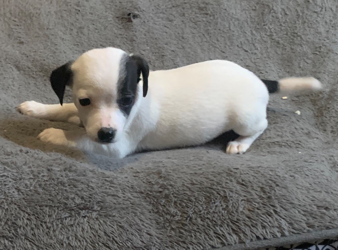 Du Petit Bois De Gogny - Chiots disponibles - Jack Russell Terrier