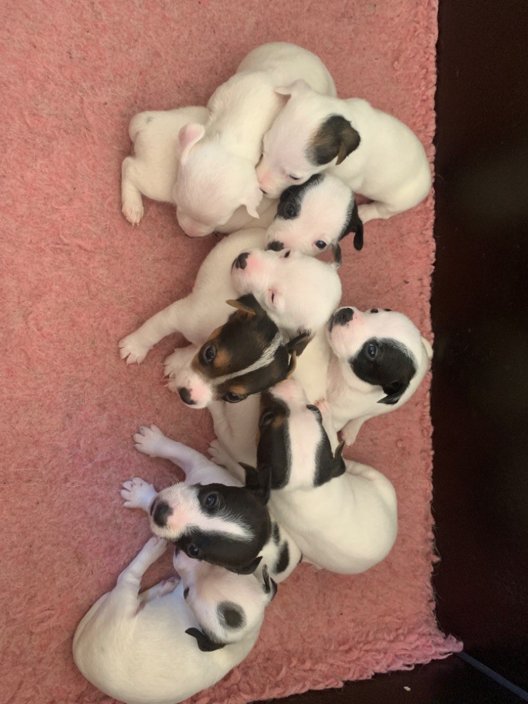 Du Petit Bois De Gogny - Jack Russell Terrier - Portée née le 11/09/2025