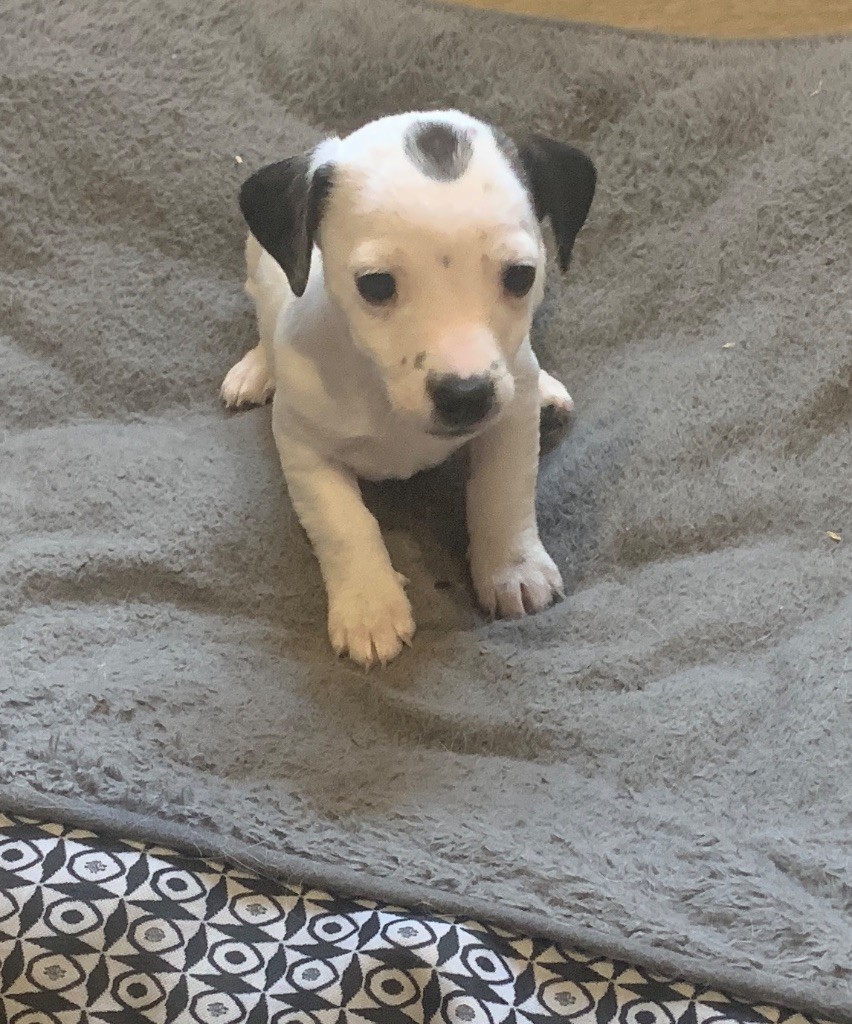 Du Petit Bois De Gogny - Chiots disponibles - Jack Russell Terrier