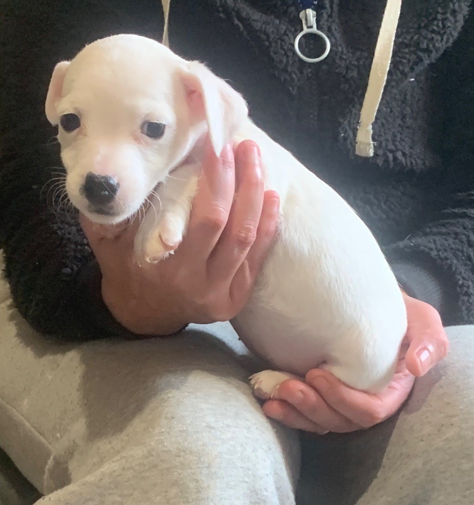 Du Petit Bois De Gogny - Chiots disponibles - Jack Russell Terrier